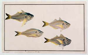 Kasee Madoo, a Drawings of Fishes from Malacca, 1805-1818 körül (wc papíron) alkotó: Chinese School